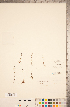  ( - CCDB-20335-F07)  @11 [ ] Copyright (2015) Deb Metsger Royal Ontario Museum