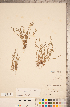  ( - CCDB-20335-E07)  @11 [ ] Copyright (2015) Deb Metsger Royal Ontario Museum