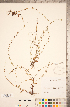  ( - CCDB-20335-C07)  @11 [ ] Copyright (2015) Deb Metsger Royal Ontario Museum