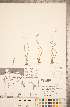  ( - CCDB-20335-B07)  @11 [ ] Copyright (2015) Deb Metsger Royal Ontario Museum