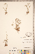  ( - CCDB-20335-A07)  @11 [ ] Copyright (2015) Deb Metsger Royal Ontario Museum