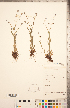  ( - CCDB-20335-A09)  @11 [ ] Copyright (2015) Deb Metsger Royal Ontario Museum