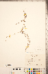  ( - CCDB-20335-D09)  @11 [ ] Copyright (2015) Deb Metsger Royal Ontario Museum