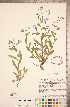  ( - CCDB-20335-E09)  @11 [ ] Copyright (2015) Deb Metsger Royal Ontario Museum