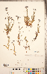  ( - CCDB-20335-F09)  @11 [ ] Copyright (2015) Deb Metsger Royal Ontario Museum