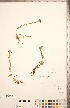  ( - CCDB-20335-G09)  @11 [ ] Copyright (2015) Deb Metsger Royal Ontario Museum