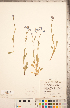  ( - CCDB-20335-H09)  @11 [ ] Copyright (2015) Deb Metsger Royal Ontario Museum