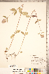  ( - CCDB-20336-G02)  @11 [ ] Copyright (2015) Deb Metsger Royal Ontario Museum