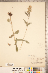  ( - CCDB-20336-F02)  @11 [ ] Copyright (2015) Deb Metsger Royal Ontario Museum