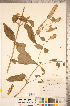  ( - CCDB-20336-E01)  @11 [ ] Copyright (2015) Deb Metsger Royal Ontario Museum