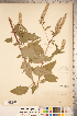  ( - CCDB-20336-F01)  @11 [ ] Copyright (2015) Deb Metsger Royal Ontario Museum