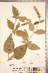  (Agastache - CCDB-20336-G01)  @11 [ ] Copyright (2015) Deb Metsger Royal Ontario Museum