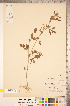  ( - CCDB-20336-G03)  @11 [ ] Copyright (2015) Deb Metsger Royal Ontario Museum