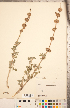  ( - CCDB-20336-E05)  @11 [ ] Copyright (2015) Deb Metsger Royal Ontario Museum