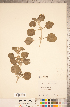  ( - CCDB-20336-H05)  @11 [ ] Copyright (2015) Deb Metsger Royal Ontario Museum