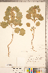  ( - CCDB-20336-H07)  @11 [ ] Copyright (2015) Deb Metsger Royal Ontario Museum