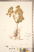 (Moluccella - CCDB-20336-A06)  @11 [ ] Copyright (2015) Deb Metsger Royal Ontario Museum