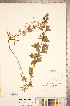  ( - CCDB-20336-B06)  @11 [ ] Copyright (2015) Deb Metsger Royal Ontario Museum