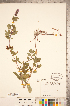  ( - CCDB-20336-C06)  @11 [ ] Copyright (2015) Deb Metsger Royal Ontario Museum