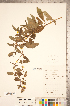  ( - CCDB-20336-D06)  @11 [ ] Copyright (2015) Deb Metsger Royal Ontario Museum