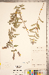  ( - CCDB-20336-E06)  @11 [ ] Copyright (2015) Deb Metsger Royal Ontario Museum