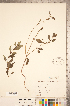  ( - CCDB-20336-A05)  @11 [ ] Copyright (2015) Deb Metsger Royal Ontario Museum