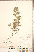  ( - CCDB-20336-C05)  @11 [ ] Copyright (2015) Deb Metsger Royal Ontario Museum