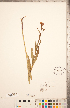  ( - CCDB-20336-G07)  @11 [ ] Copyright (2015) Deb Metsger Royal Ontario Museum