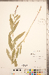  (Physostegia parviflora - CCDB-20336-F07)  @11 [ ] Copyright (2015) Deb Metsger Royal Ontario Museum