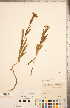  ( - CCDB-20336-E07)  @11 [ ] Copyright (2015) Deb Metsger Royal Ontario Museum