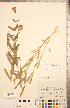  ( - CCDB-20336-D07)  @11 [ ] Copyright (2015) Deb Metsger Royal Ontario Museum