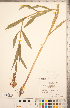  ( - CCDB-20336-C07)  @11 [ ] Copyright (2015) Deb Metsger Royal Ontario Museum