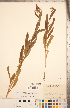  (Lamioideae - CCDB-20336-B07)  @11 [ ] Copyright (2015) Deb Metsger Royal Ontario Museum