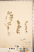  (Teucrium botrys - CCDB-20336-F08)  @11 [ ] Copyright (2015) Deb Metsger Royal Ontario Museum