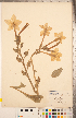  (Nicotiana longiflora - CCDB-20336-B12)  @11 [ ] Copyright (2015) Deb Metsger Royal Ontario Museum