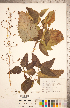 (Scrophularia marilandica - CCDB-20338-C03)  @11 [ ] Copyright (2015) Deb Metsger Royal Ontario Museum