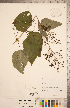  ( - CCDB-20338-H04)  @11 [ ] Copyright (2015) Deb Metsger Royal Ontario Museum