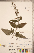  ( - CCDB-20338-D04)  @11 [ ] Copyright (2015) Deb Metsger Royal Ontario Museum