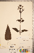  ( - CCDB-20338-C04)  @11 [ ] Copyright (2015) Deb Metsger Royal Ontario Museum