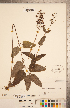  ( - CCDB-20338-B04)  @11 [ ] Copyright (2015) Deb Metsger Royal Ontario Museum