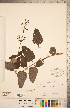  ( - CCDB-20338-A04)  @11 [ ] Copyright (2015) Deb Metsger Royal Ontario Museum