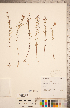  (Agalinis - CCDB-20338-F05)  @11 [ ] Copyright (2015) Deb Metsger Royal Ontario Museum