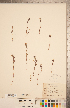  ( - CCDB-20338-E07)  @11 [ ] Copyright (2015) Deb Metsger Royal Ontario Museum
