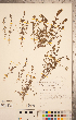  ( - CCDB-20338-F08)  @11 [ ] Copyright (2015) Deb Metsger Royal Ontario Museum