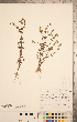  ( - CCDB-20338-D08)  @11 [ ] Copyright (2015) Deb Metsger Royal Ontario Museum