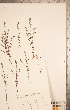  ( - CCDB-20338-A08)  @11 [ ] Copyright (2015) Deb Metsger Royal Ontario Museum