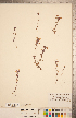  ( - CCDB-20338-H09)  @11 [ ] Copyright (2015) Deb Metsger Royal Ontario Museum