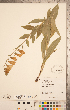  ( - CCDB-20338-C09)  @11 [ ] Copyright (2015) Deb Metsger Royal Ontario Museum