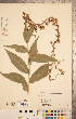  (Digitalis grandiflora - CCDB-20338-B09)  @11 [ ] Copyright (2015) Deb Metsger Royal Ontario Museum