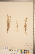 ( - CCDB-20338-A09)  @11 [ ] Copyright (2015) Deb Metsger Royal Ontario Museum